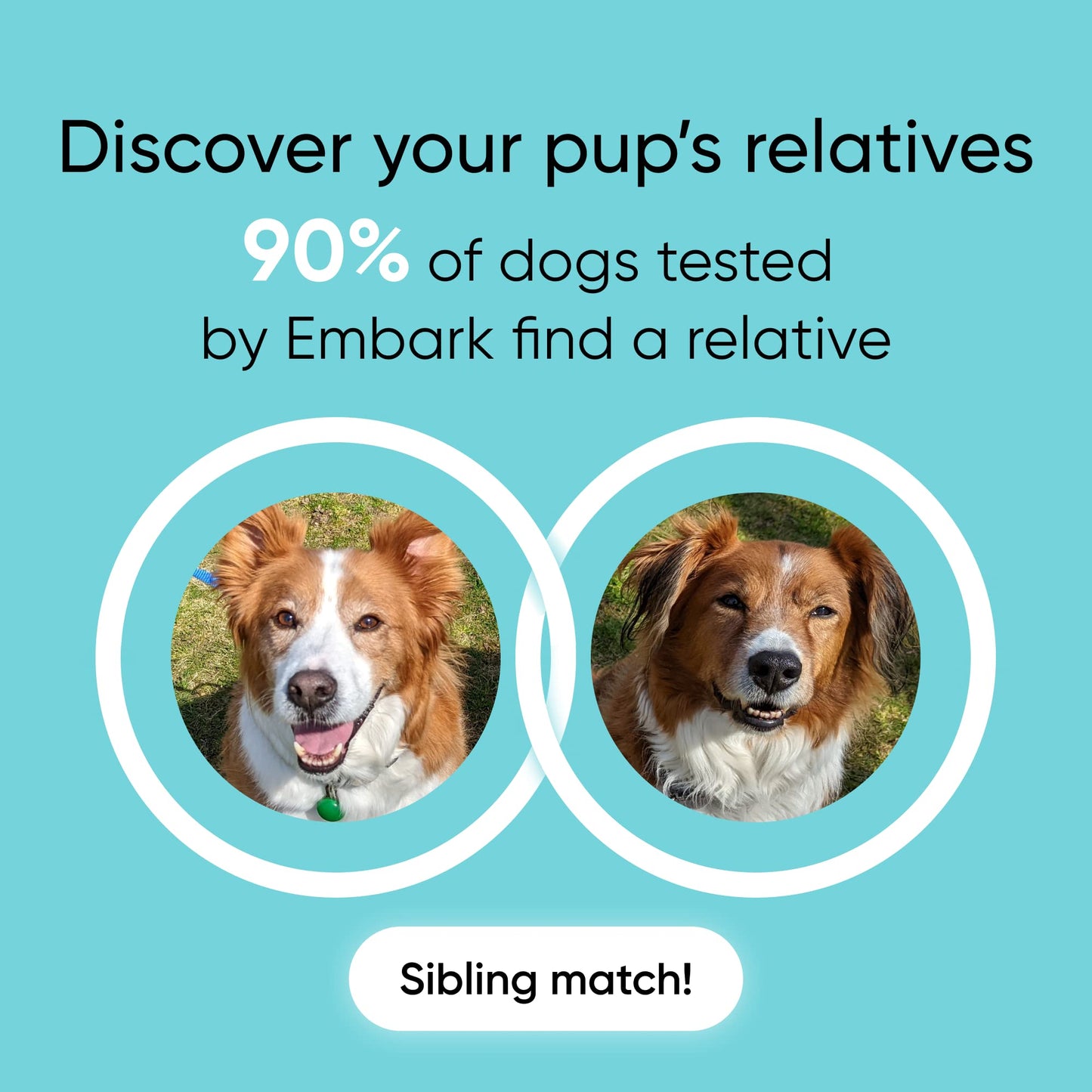 Embark Breed &amp; Health Kit - Dog DNA Test - Discover Breed, Ancestry, Relative Finder, Genetic Health, Traits, COI